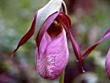 Pink Lady de Chausson Moccasin Fleur (Cypripède Acaule) Orchidée 200 graines